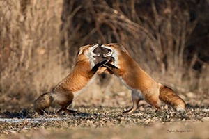 FOTO DEL DÍA: Pelea de zorros