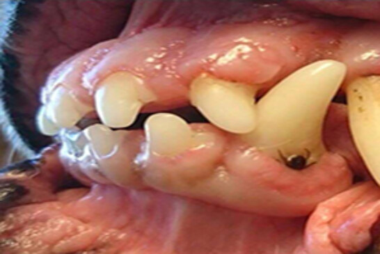 FOTO DEL DÍA: Garrapata en diente de perro