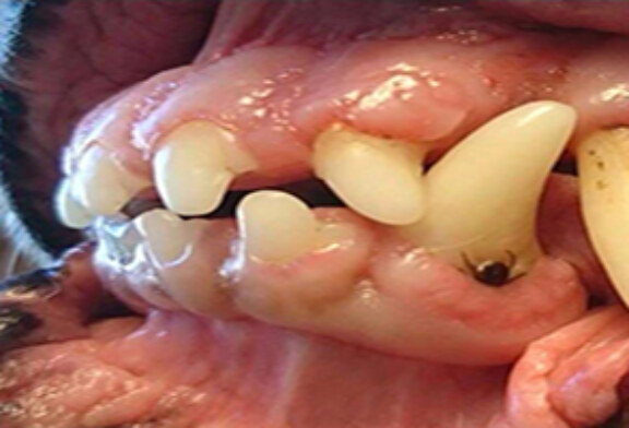 FOTO DEL DÍA: Garrapata en diente de perro