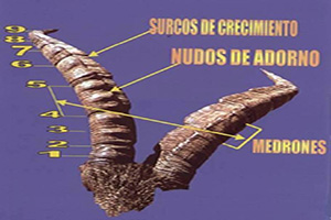 ¿Sabes identificar y valorar los cuernos?