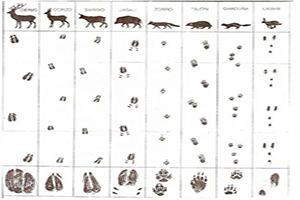 ¿Los conoces por sus huellas?