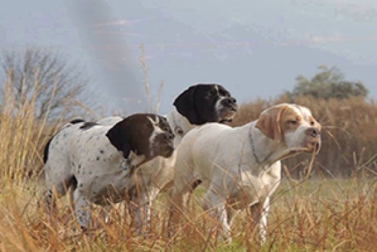 Foto del día: Trio Pointer