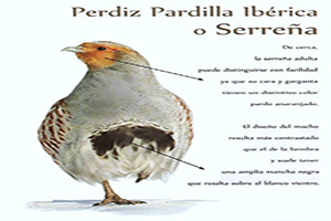 Perdiz Pardilla Ibérica