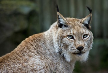 El lince boreal vivía en el norte de la península ibérica