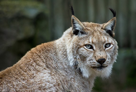 El lince boreal vivía en el norte de la península ibérica