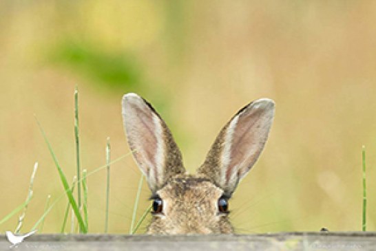 Foto del día: ¡Conejo!