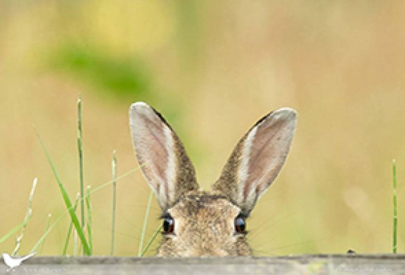 Foto del día: ¡Conejo!