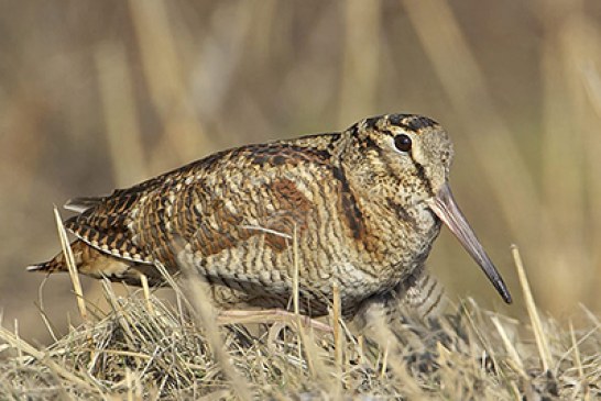 Una maravilla de pájaro