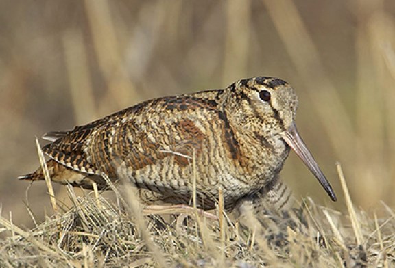 Una maravilla de pájaro