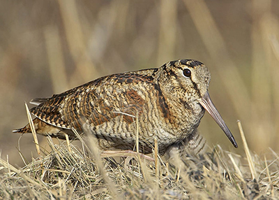 Una maravilla de pájaro