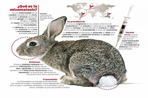 ¿Qué es la mixomatosis?