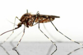 La leishmania y su famoso mosquito Phlebotomo
