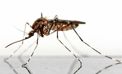 La leishmania y su famoso mosquito Phlebotomo