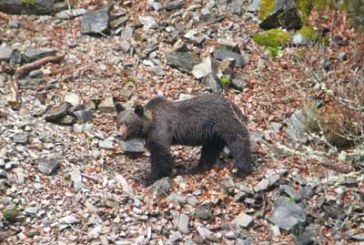 Más de 4.000 cazadores colaboran en los trabajos de recuperación del oso pardo