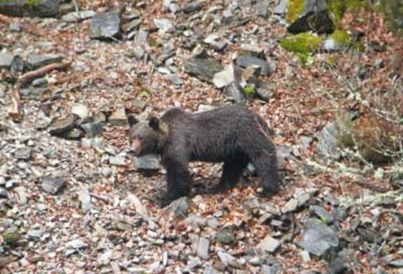 Más de 4.000 cazadores colaboran en los trabajos de recuperación del oso pardo