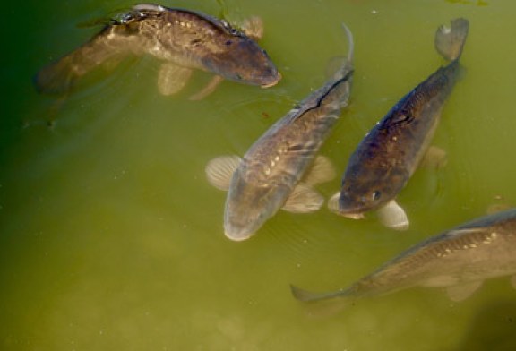 La carpa común, la trucha arcoíris y el alga wakame ya son especies invasoras