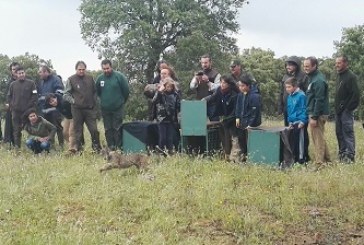 Cuatro nuevos ejemplares de lince ibérico refuerzan las poblaciones de Sierra Morena Oriental y Montes de Toledo