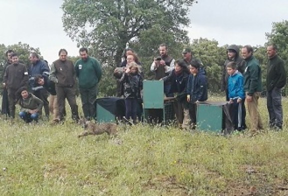 Cuatro nuevos ejemplares de lince ibérico refuerzan las poblaciones de Sierra Morena Oriental y Montes de Toledo