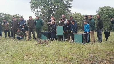 Cuatro nuevos ejemplares de lince ibérico refuerzan las poblaciones de Sierra Morena Oriental y Montes de Toledo