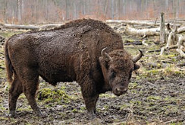 Trabajan por la vuelta del bisonte europeo a los bosques navarros