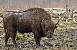Trabajan por la vuelta del bisonte europeo a los bosques navarros