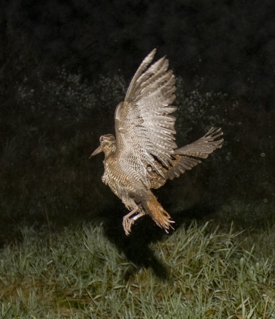 La ONC pide a los cazadores que le remitan las anillas de aves abatidas y capturadas