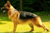 El Gobierno Vasco aprueba el listado de razas de perros prohibidas para la caza