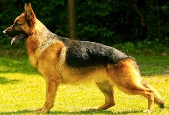 El Gobierno Vasco aprueba el listado de razas de perros prohibidas para la caza