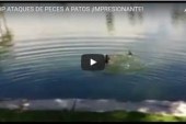 TOP ATAQUES DE PECES A PATOS ¡IMPRESIONANTE!