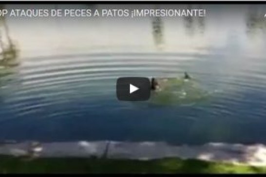 TOP ATAQUES DE PECES A PATOS ¡IMPRESIONANTE!