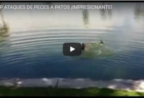 TOP ATAQUES DE PECES A PATOS ¡IMPRESIONANTE!