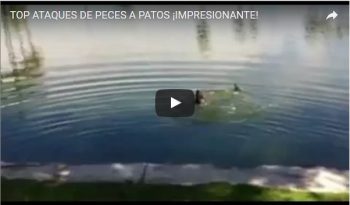 TOP ATAQUES DE PECES A PATOS ¡IMPRESIONANTE!