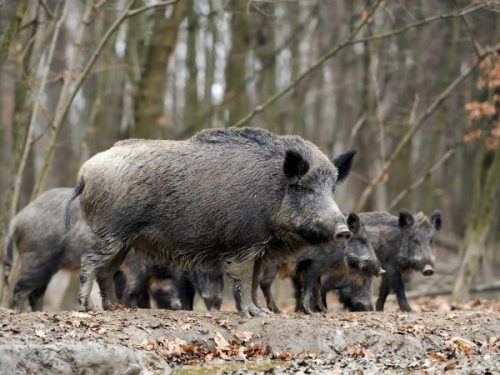 Denuncian que la superpoblación de jabalís en Barcelona está provocando incidentes con los vecinos