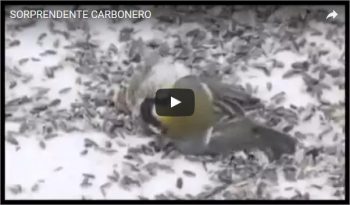 SORPRENDENTE CARBONERO