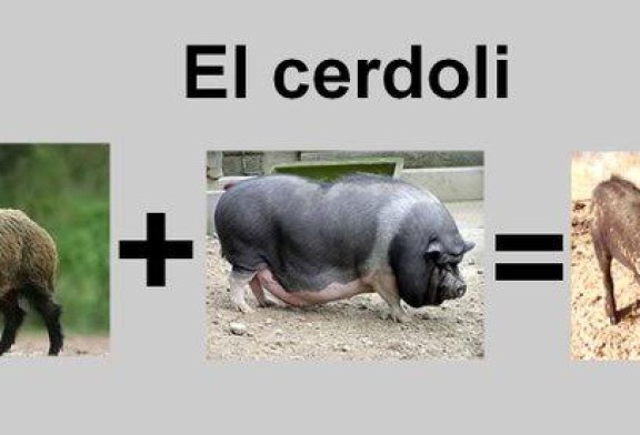 El “CERDOLI” cada vez más cerca