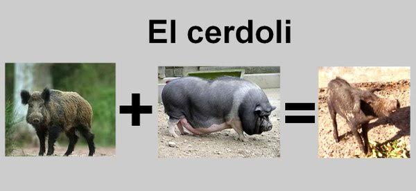 El “CERDOLI” cada vez más cerca