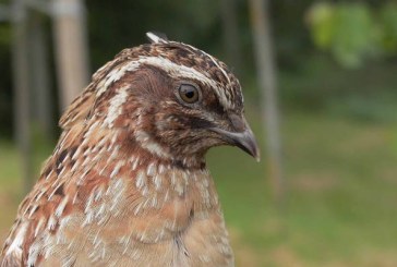 El Gobierno plantea declarar a la codorniz como especie en extinción