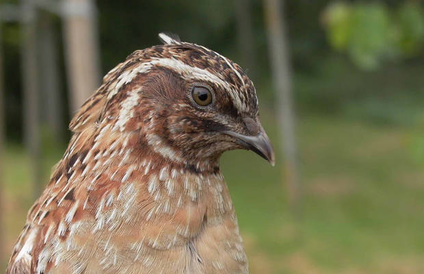 El Gobierno plantea declarar a la codorniz como especie en extinción