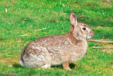 El conejo peligra en Lanzarote