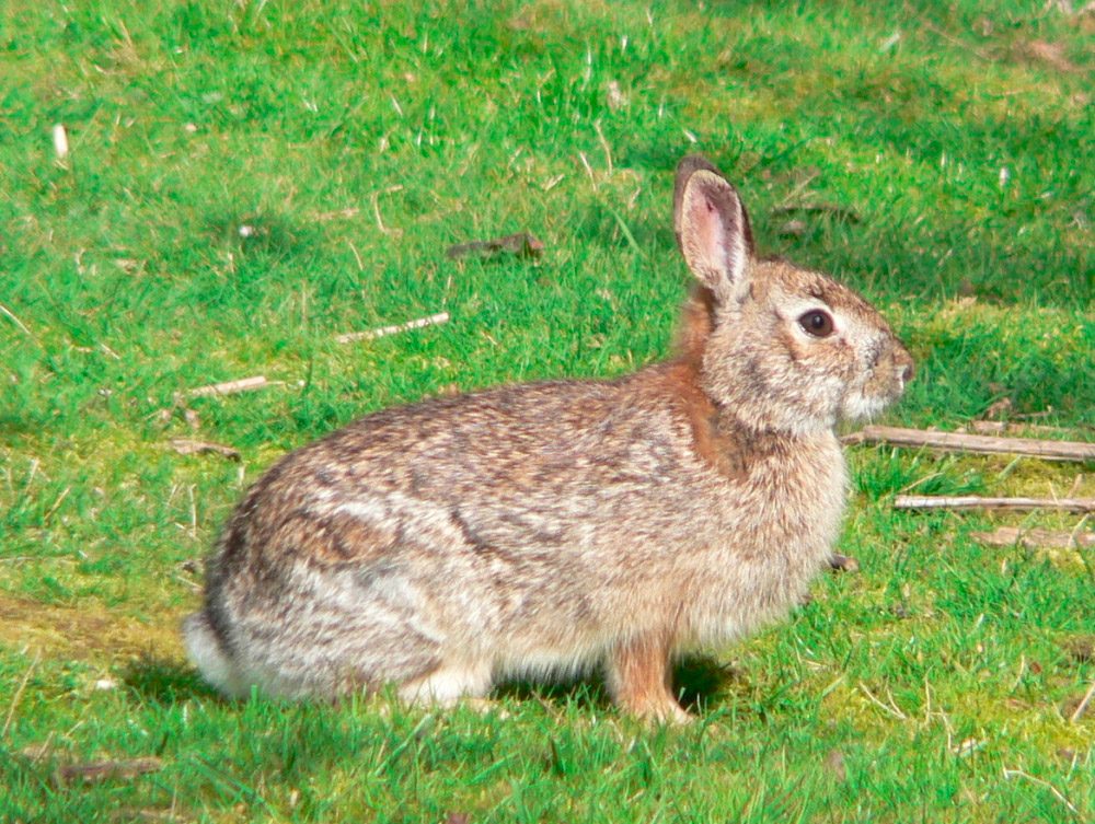 El conejo peligra en Lanzarote