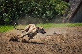 PACMA intenta prohibir una carrera de galgos a favor de enfermos diábeticos