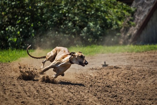 PACMA intenta prohibir una carrera de galgos a favor de enfermos diábeticos