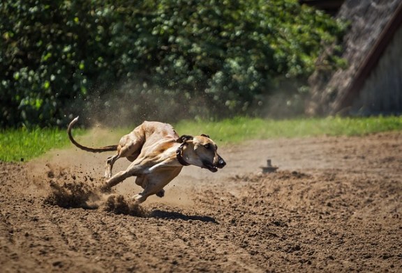 PACMA intenta prohibir una carrera de galgos a favor de enfermos diábeticos