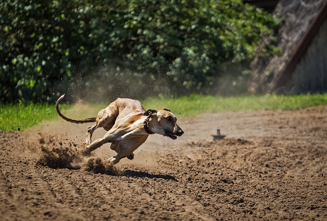 PACMA intenta prohibir una carrera de galgos a favor de enfermos diábeticos