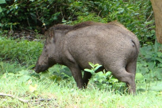 La Xunta pide la ayuda de los cazadores para minimizar los daños del jabalí