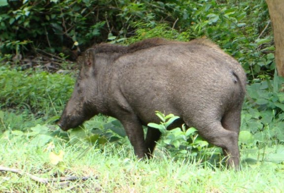 La Xunta pide la ayuda de los cazadores para minimizar los daños del jabalí