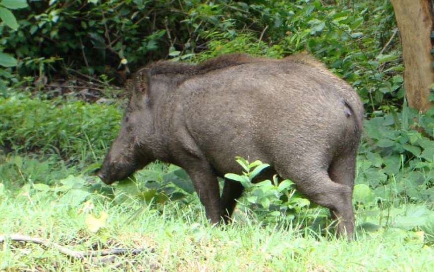 La Xunta pide la ayuda de los cazadores para minimizar los daños del jabalí