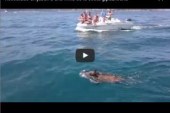 Rescatado un jabali a una milla de la costa gipuzkoana
