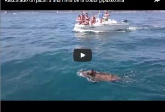 Rescatado un jabali a una milla de la costa gipuzkoana