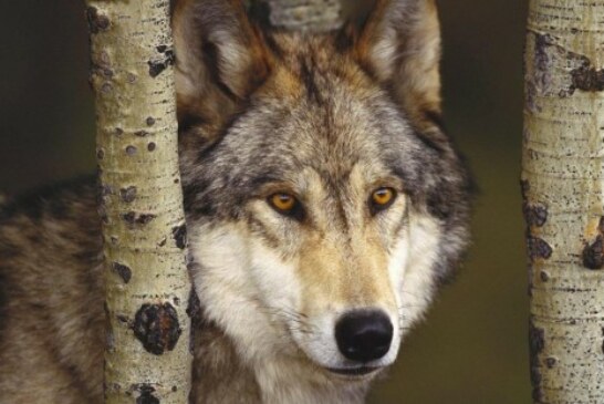 Los ganaderos de Cantabria cobrarán las indemnizaciones por los daños causados por los ataques de lobos